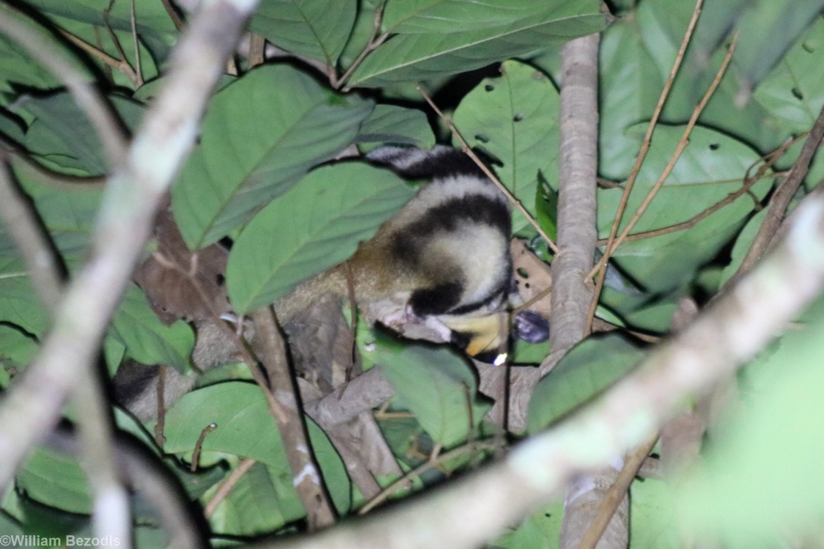 Yet Another Striped Possum! (4th night in a row at different locations) - Kingfisher Park