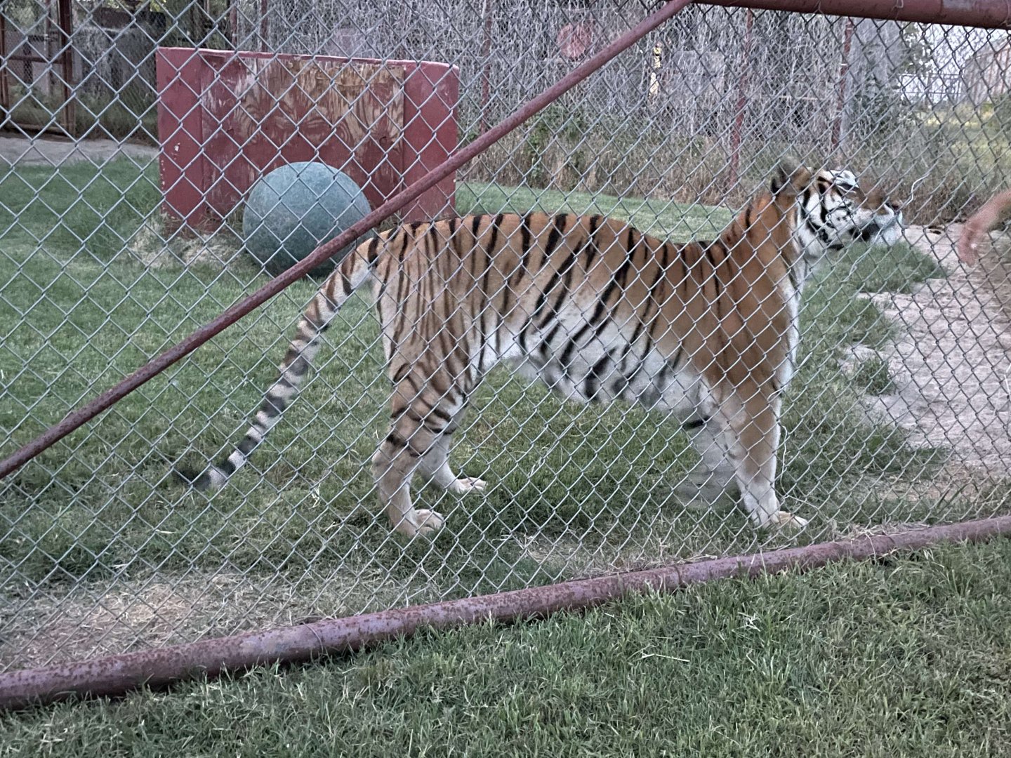 Yet Another Tiger