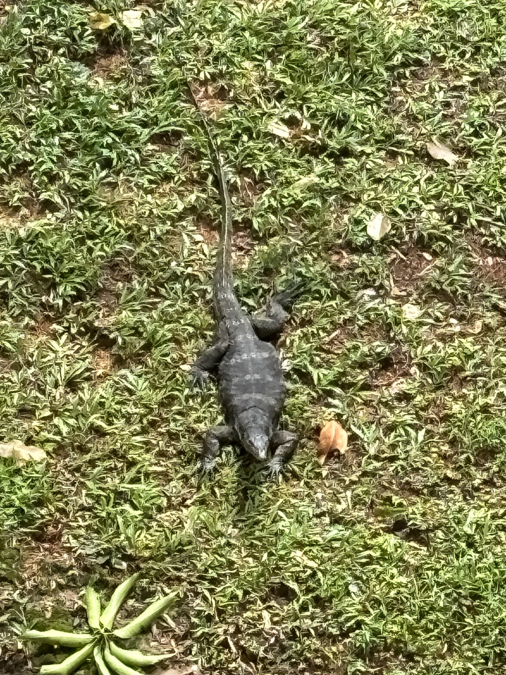 Yet another wild Malayan Monitor