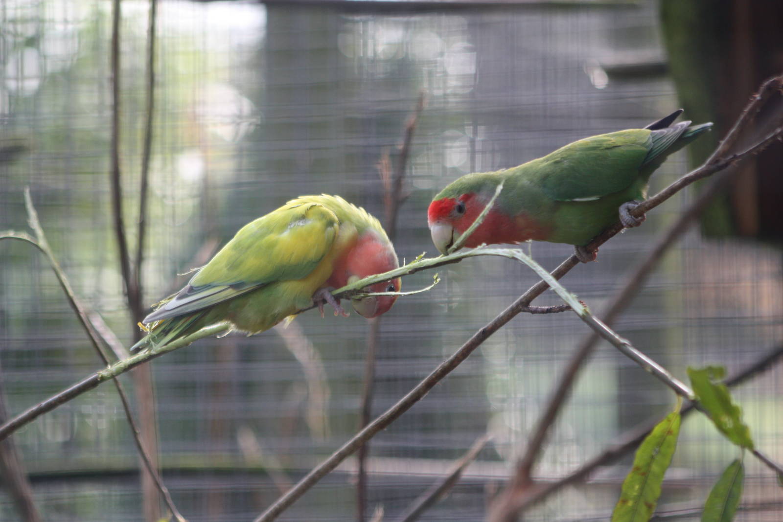 Yet more willow enjoyment, 16th October 2014