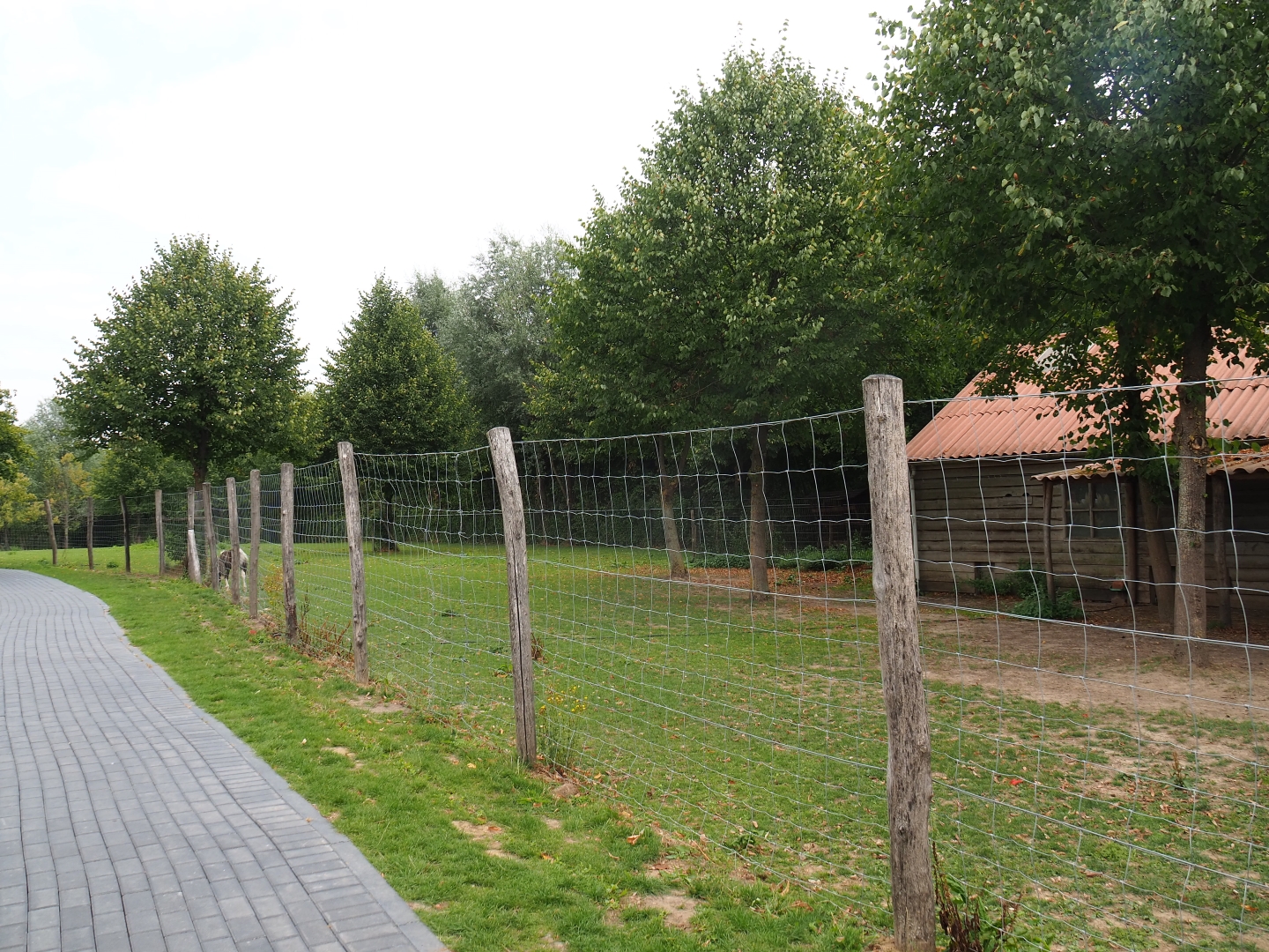 Yet one more pony paddock (Aug 28th, 2018)