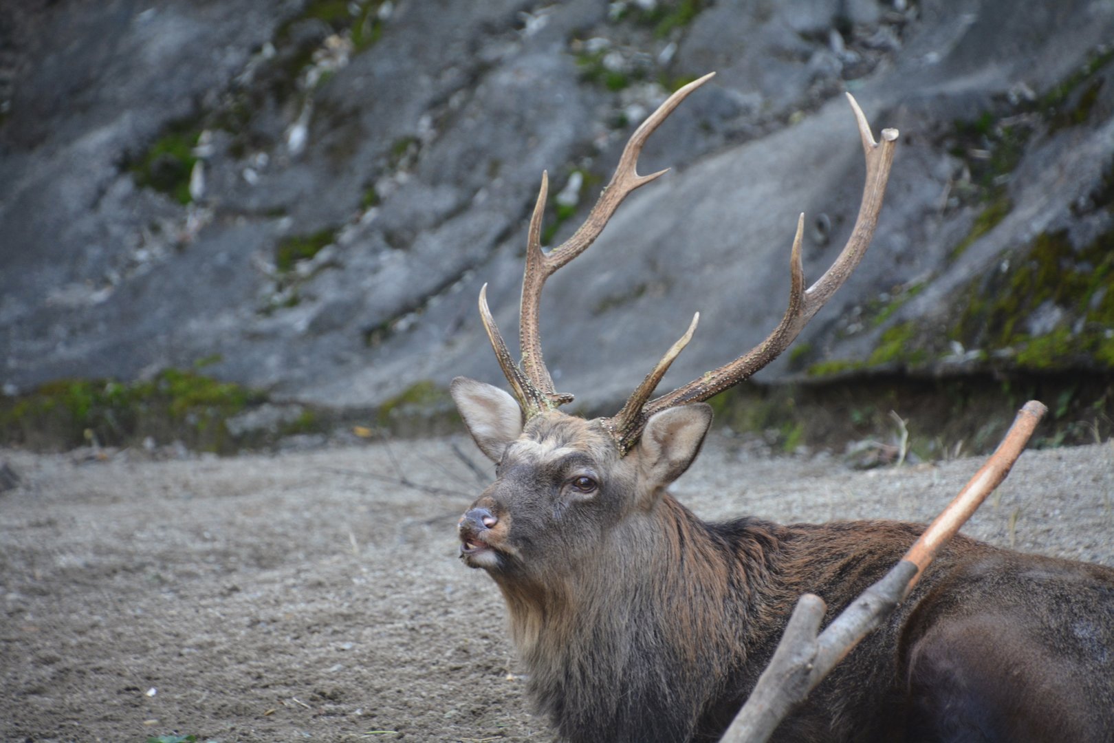 Yezo sika deer (Cervus nippon yesoensis)