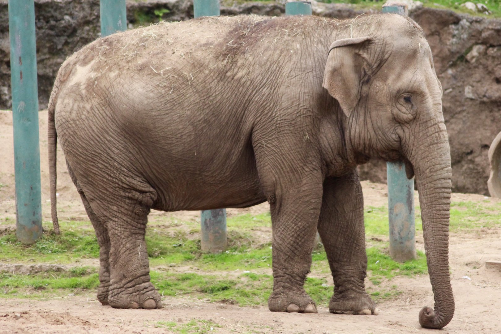 Yhetto, Asian elephant (Elephas maximus) at Belfast Zoo - 04/09/2021