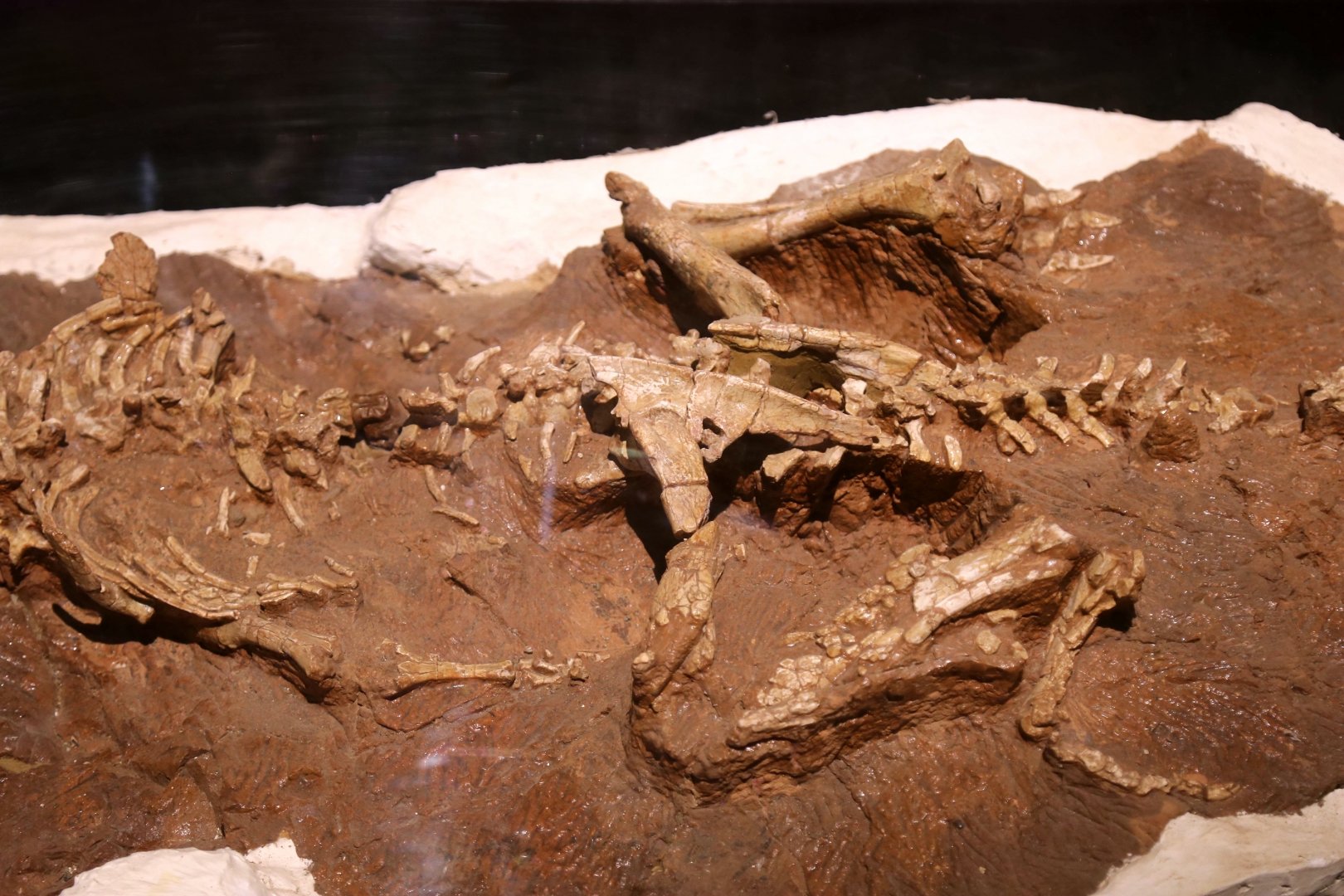 Yinlong downsi, Holotype (IVPP V14530)