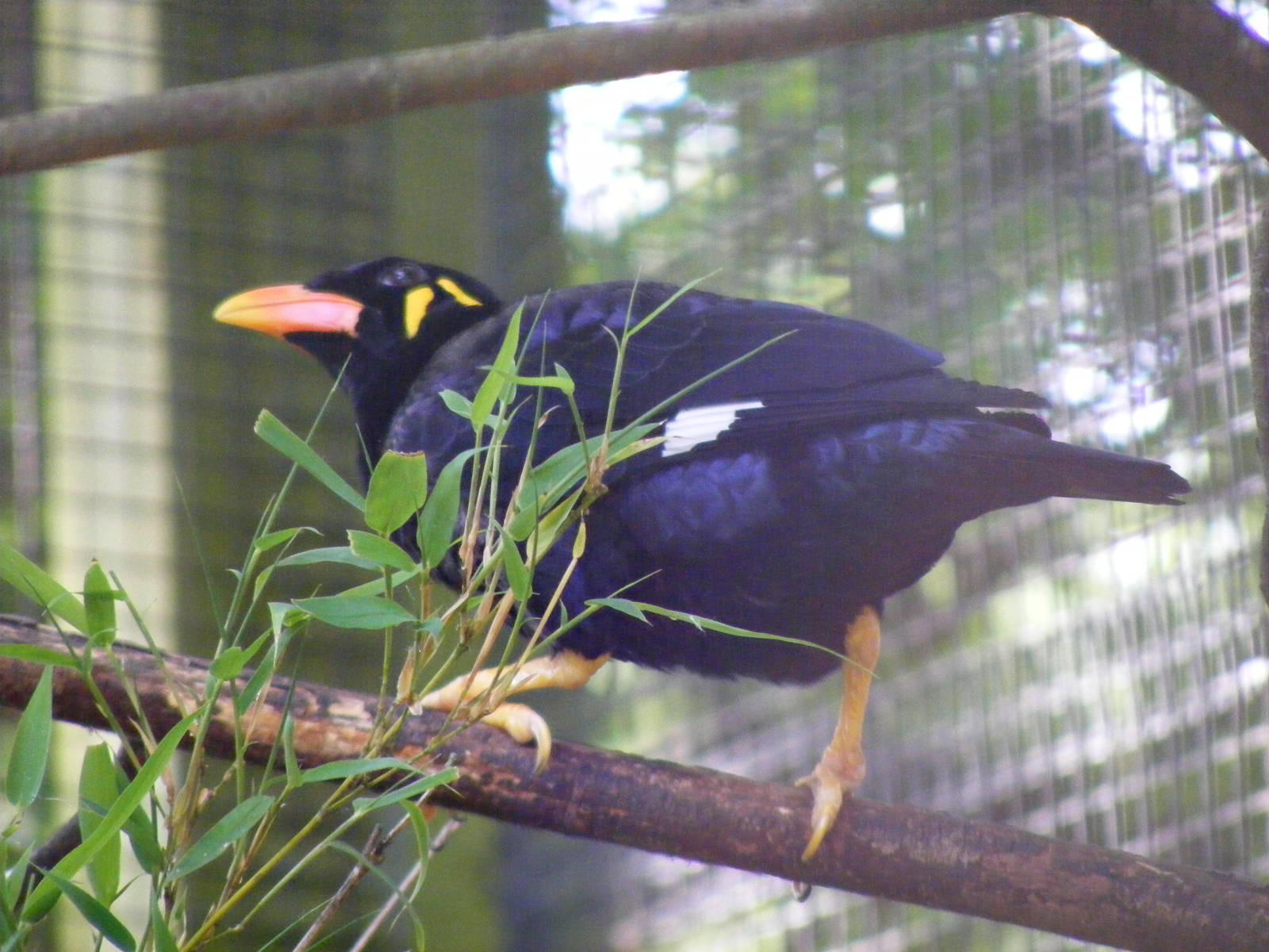 Yo-Yo the Java hill mynah at Birdworld, 20 June 2010