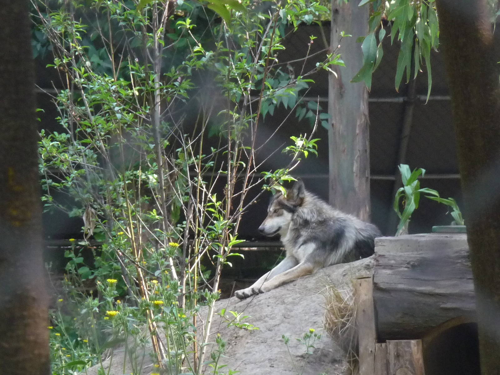 YOALI A MEXICAN WOLF OR LOBO