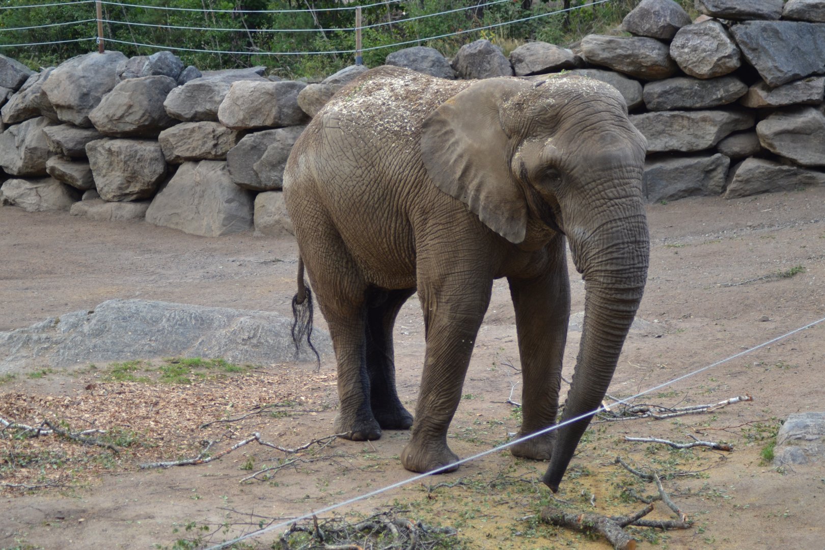 Yoga the elephant bull