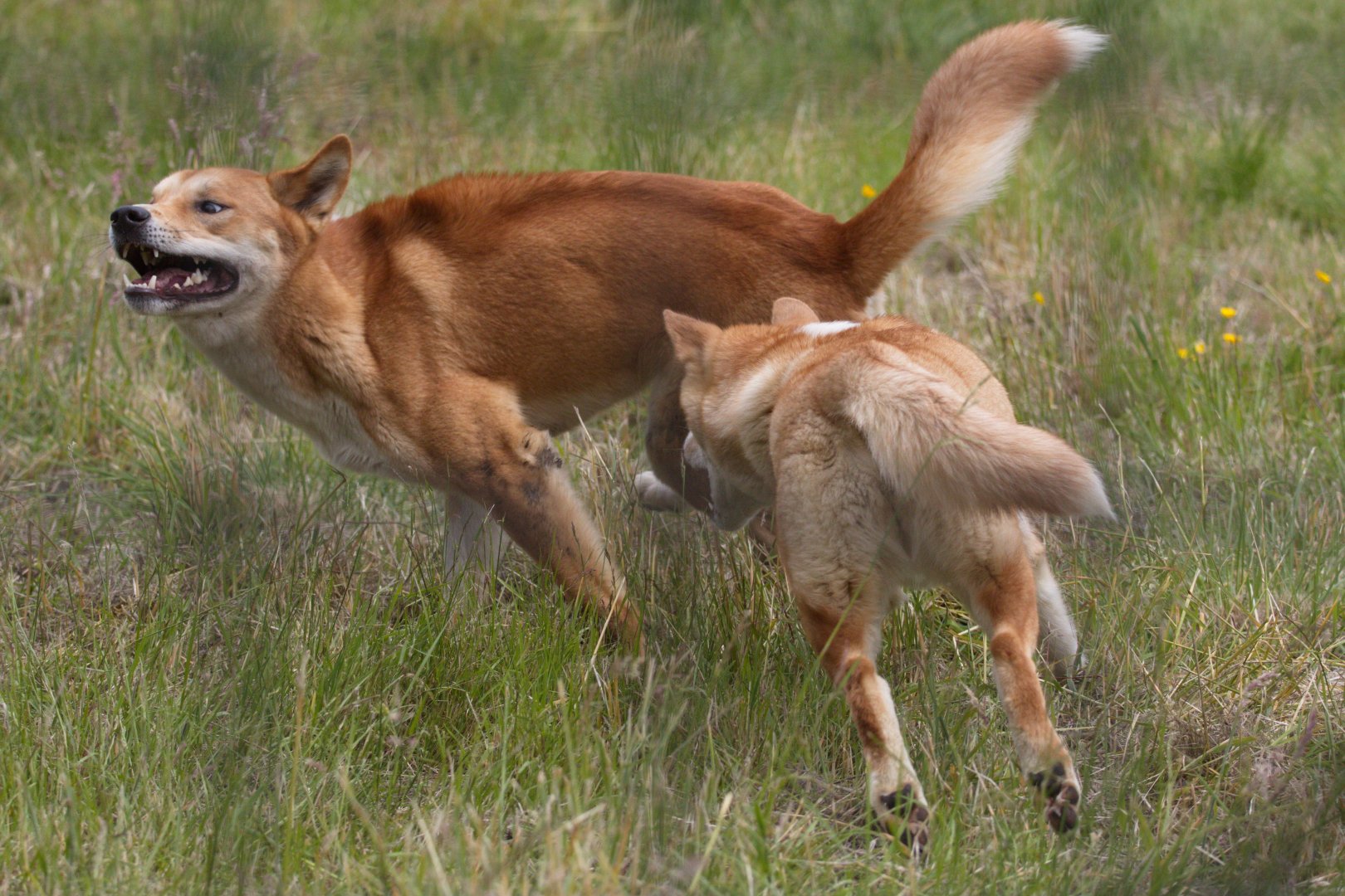 Yogi and Daisy the Dingos - Hamerton - 17/6/19