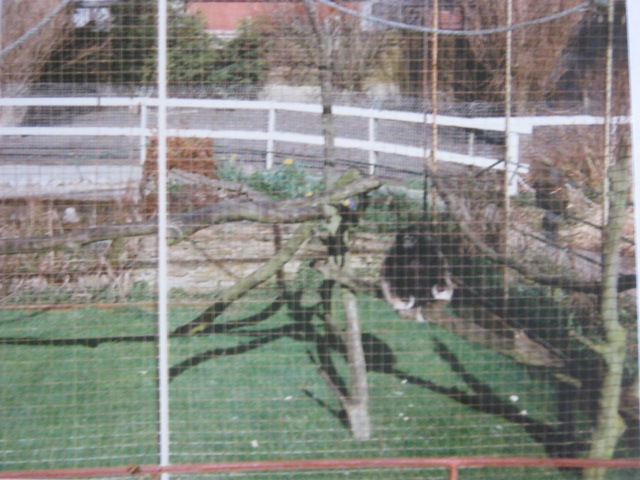 Yoko Hybrid Lar x Pileated Gibbon March 1994.