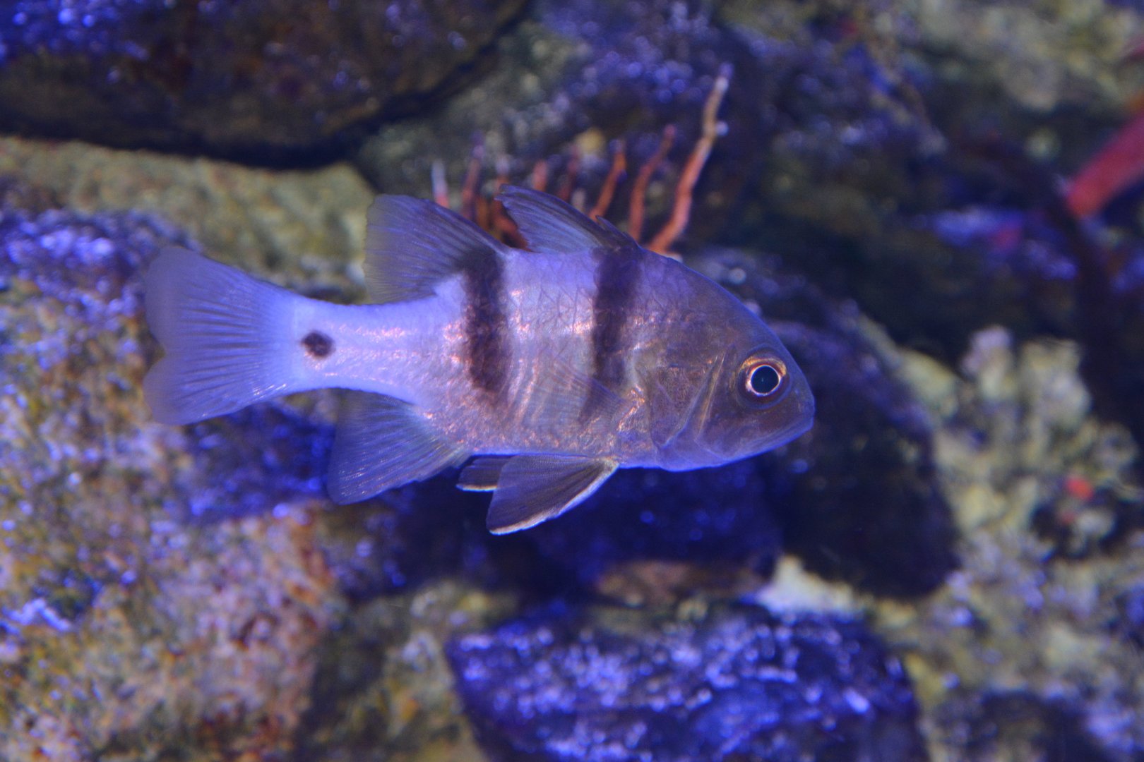 Yokosuji-ishimochi cardinalfish (Apogonichthyoides cathetogramma)