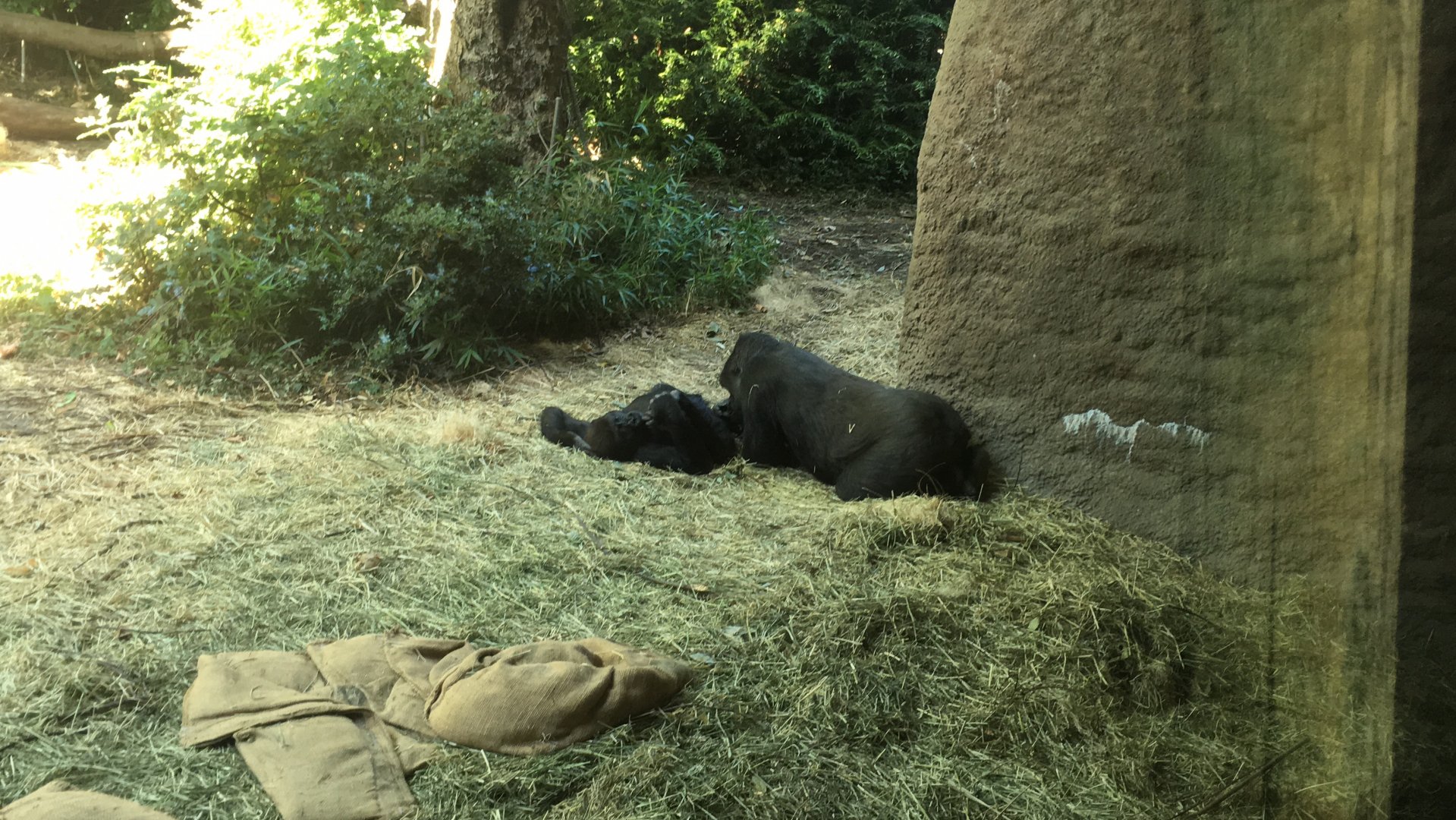 Yola and another’s female western lowland gorilla