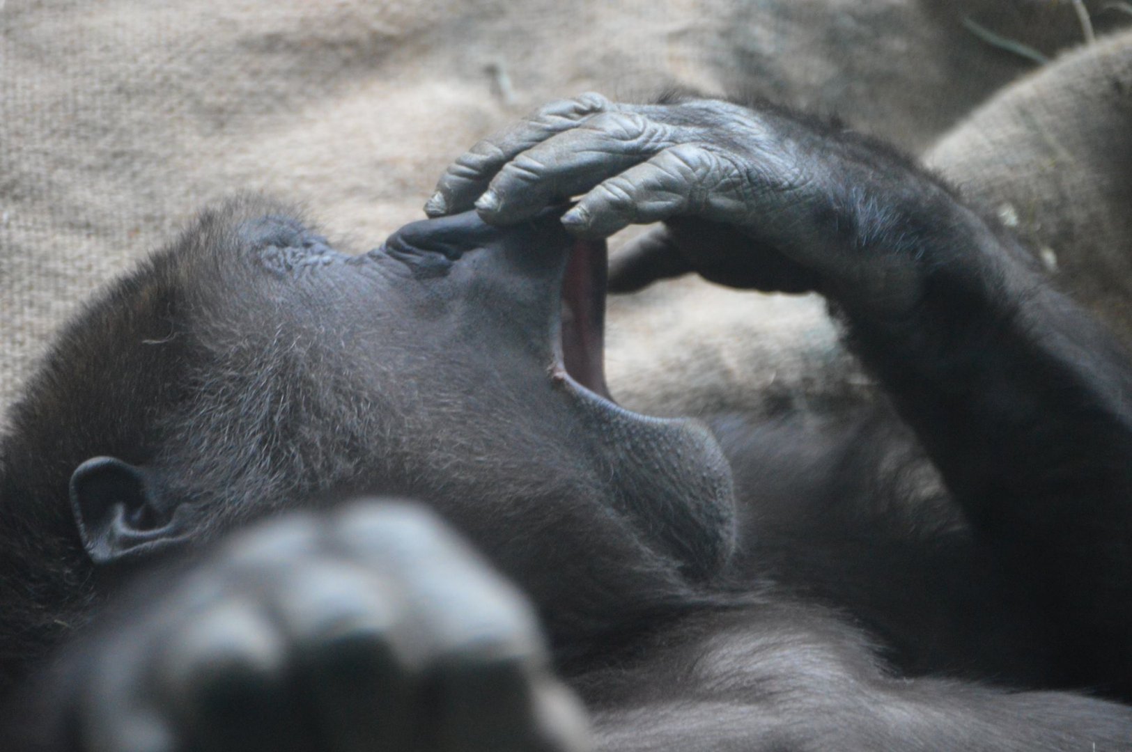 Yola's nap time (Gorilla gorilla gorilla)