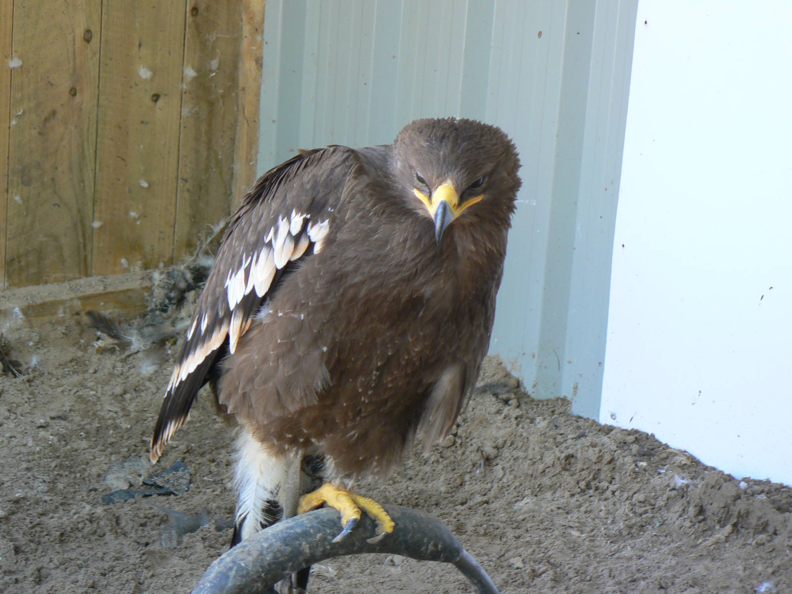 York Bird Of Prey Centre
