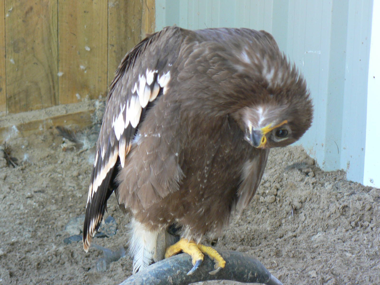 York Bird Of Prey Centre