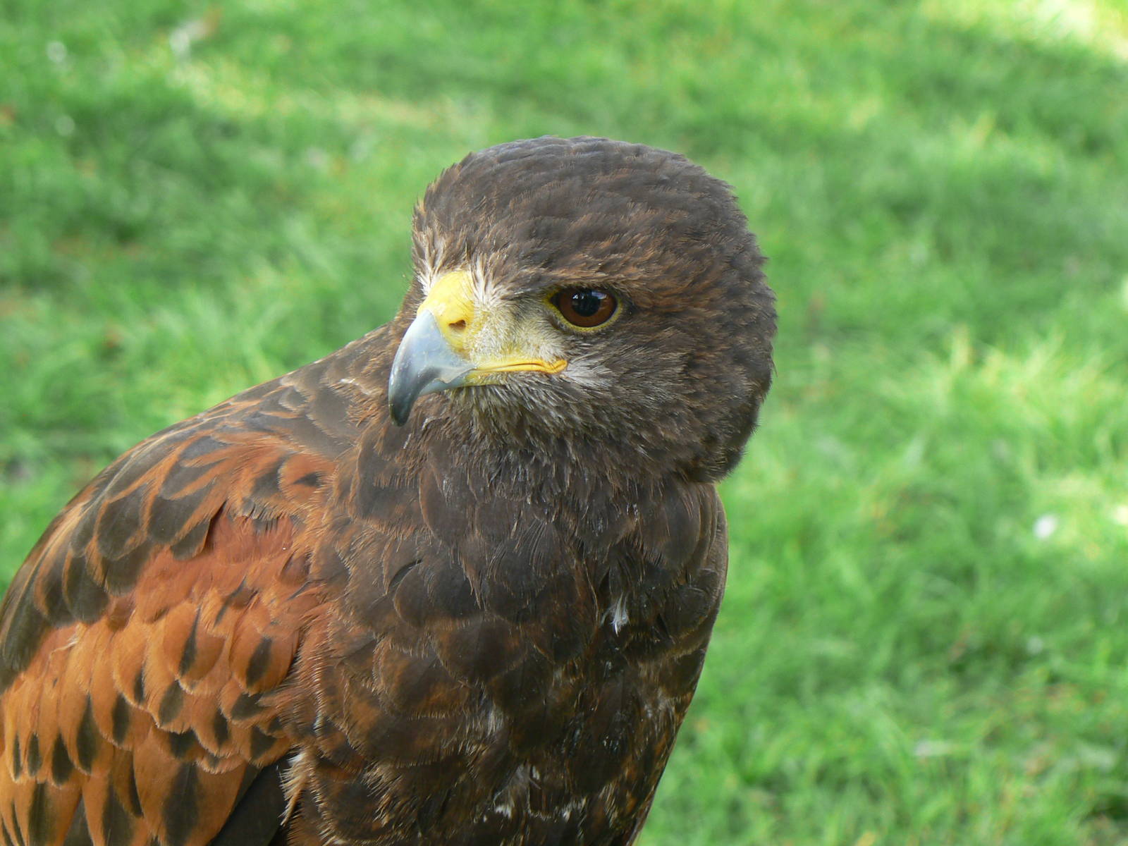 York Bird Of Prey Centre