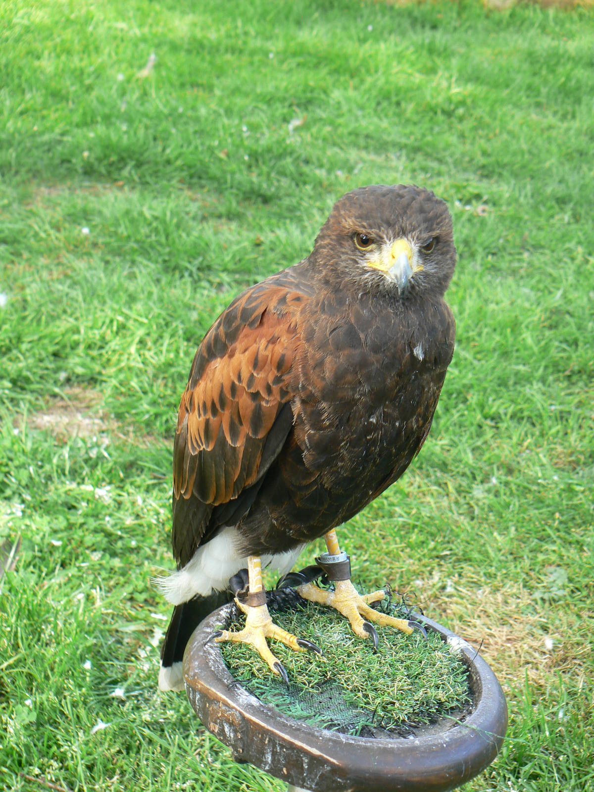 York Bird Of Prey Centre