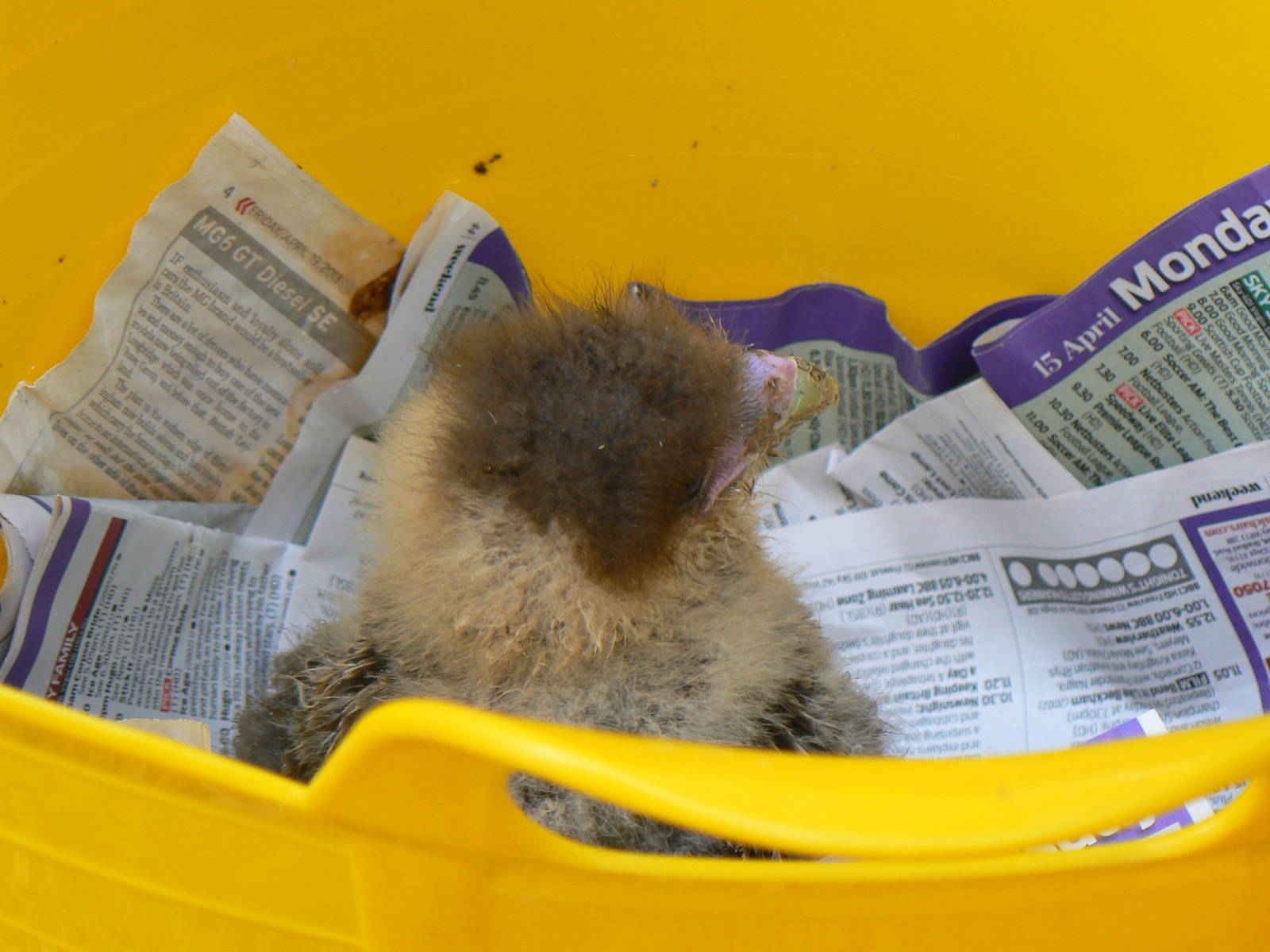York Bird Of Prey Centre