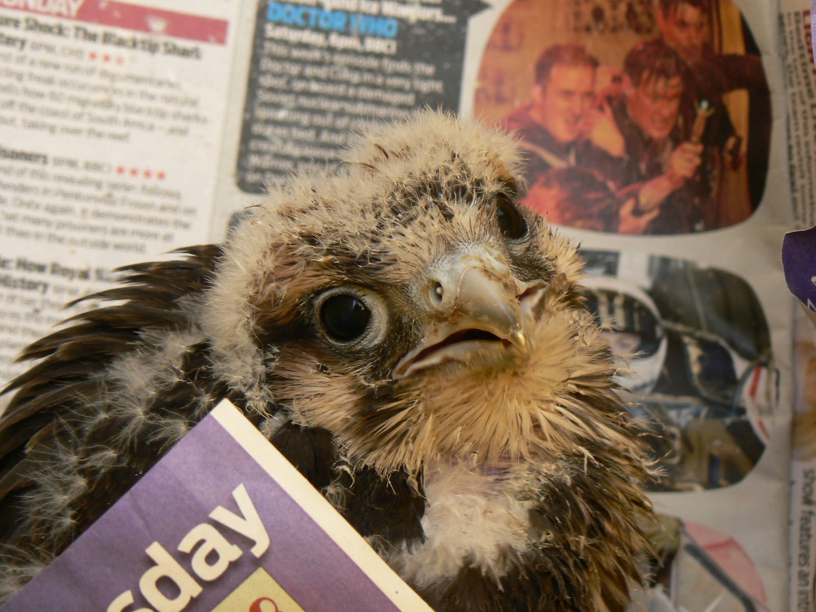 York Bird Of Prey Centre