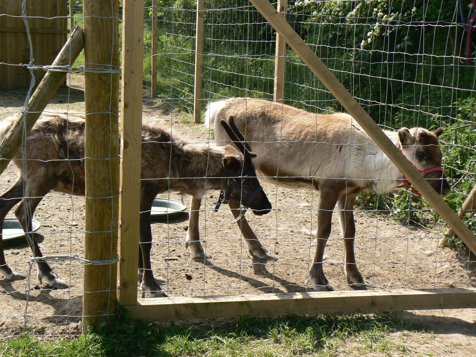York Bird Of Prey Centre