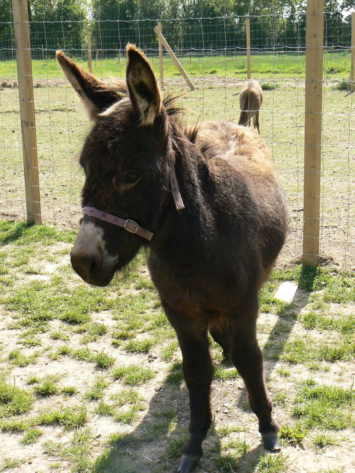 York Bird Of Prey Centre