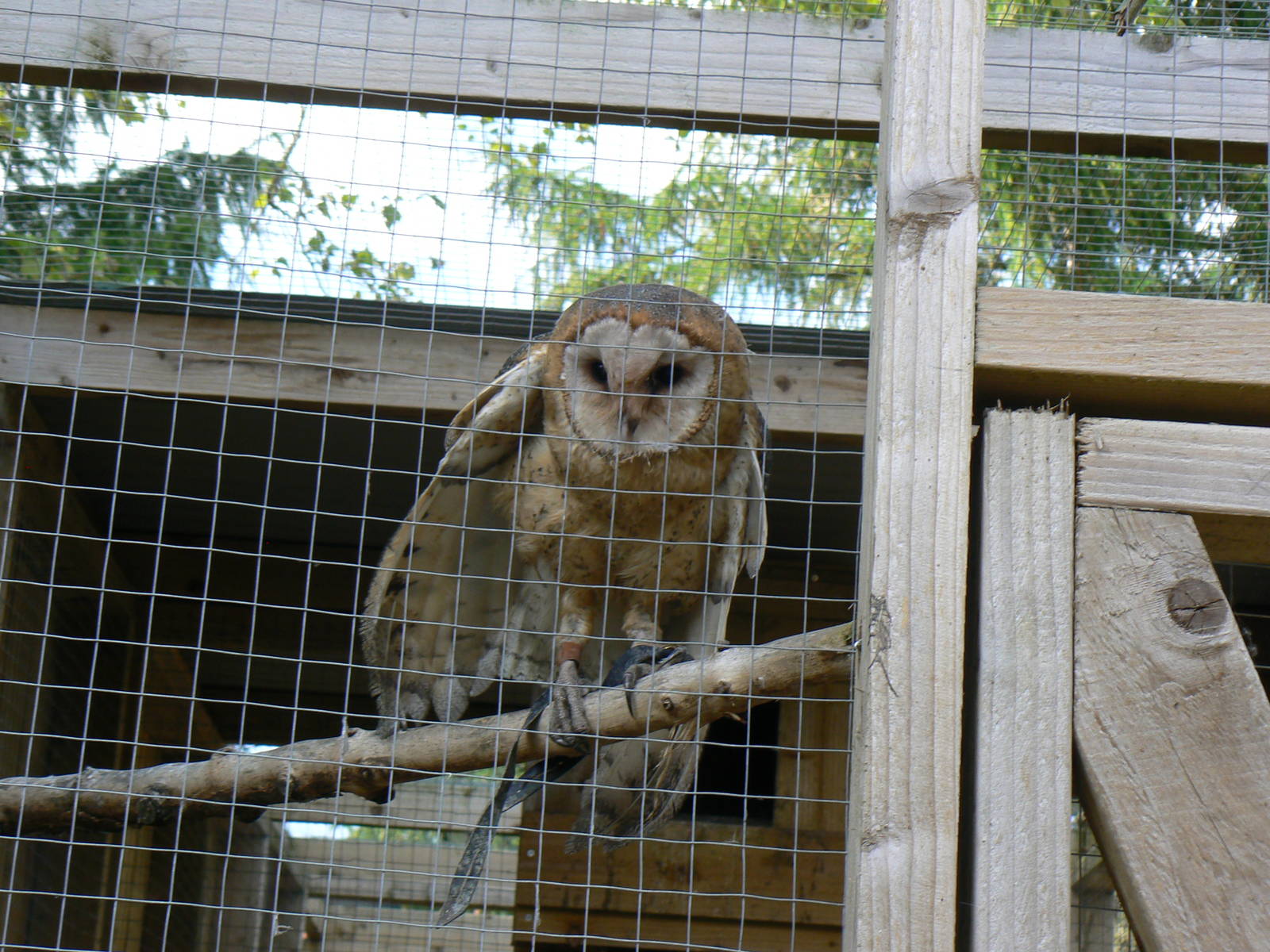 York Bird Of Prey Centre