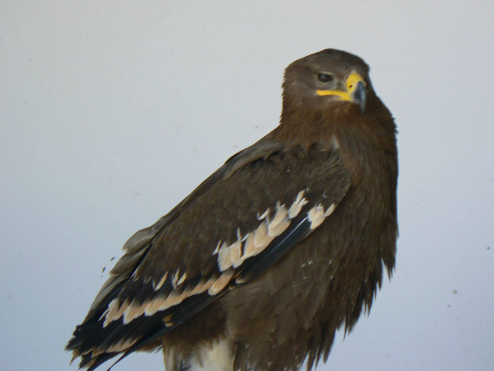 York Bird Of Prey Centre