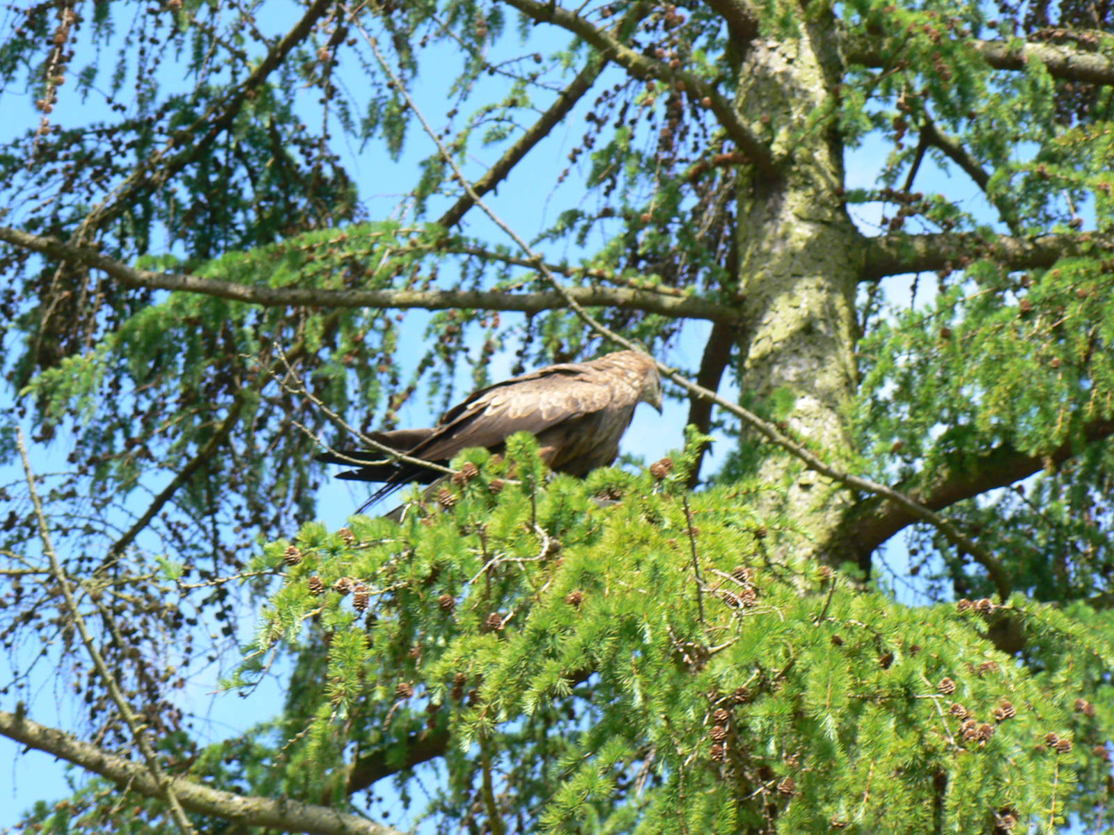 York Bird Of Prey Centre