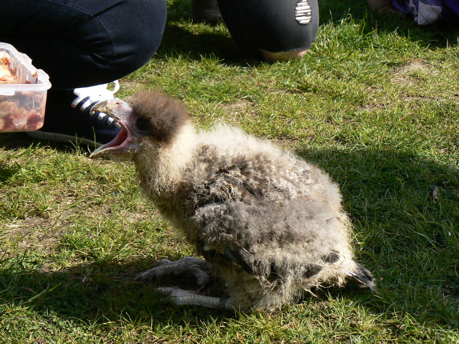 York Bird Of Prey Centre