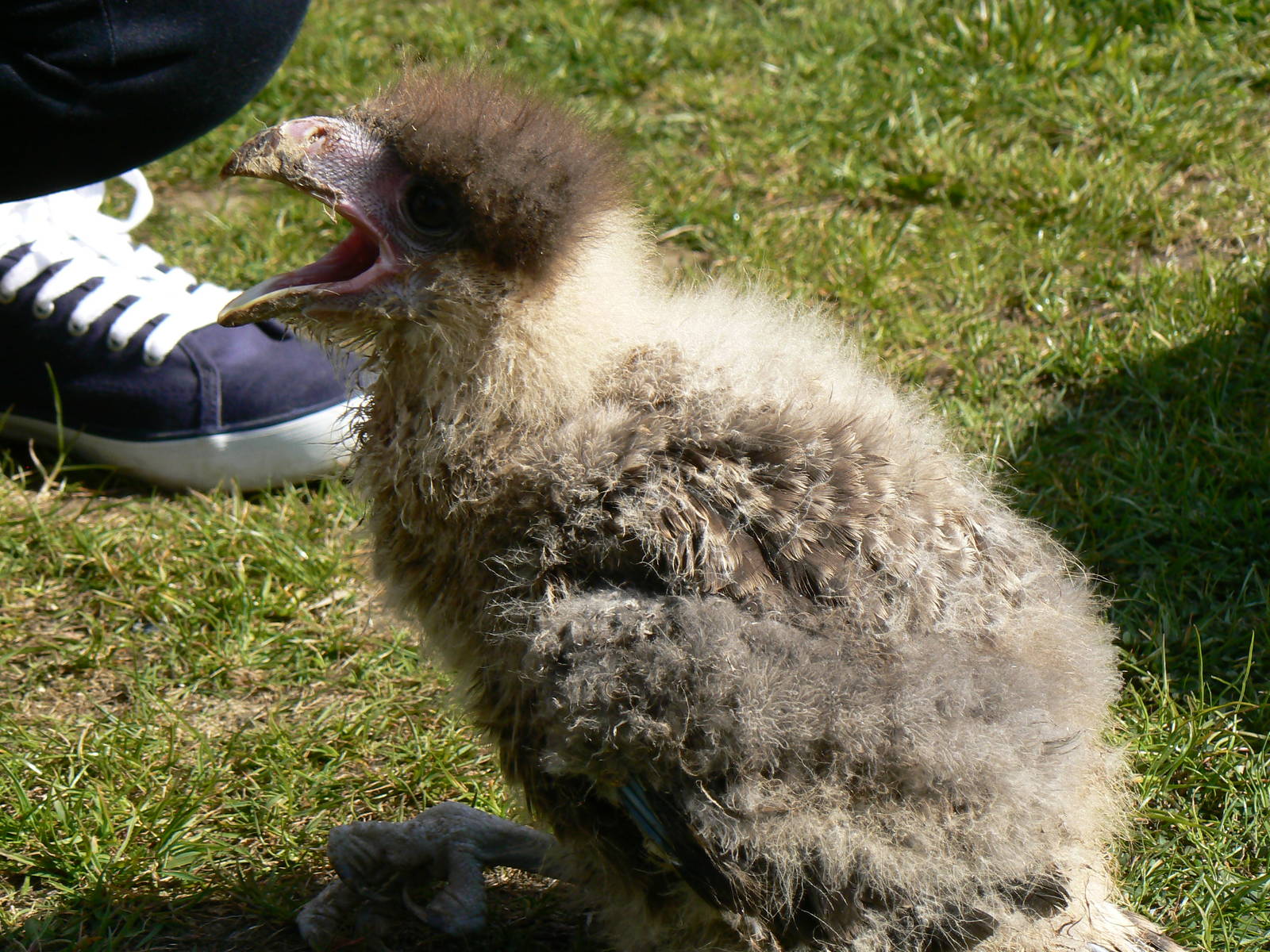 York Bird Of Prey Centre