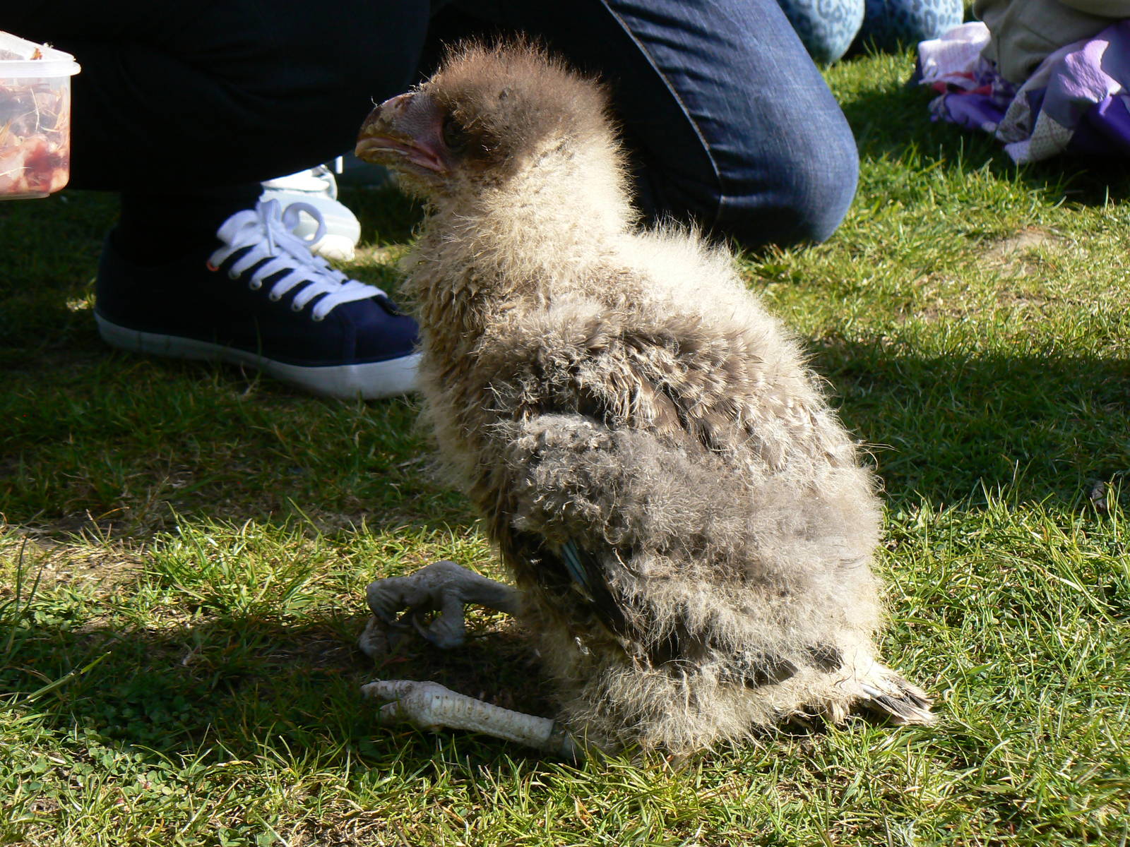 York Bird Of Prey Centre