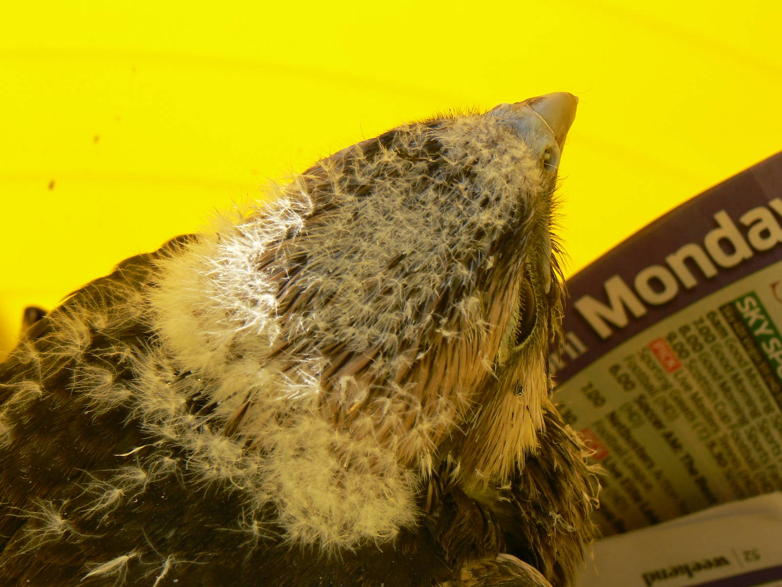 York Bird Of Prey Centre