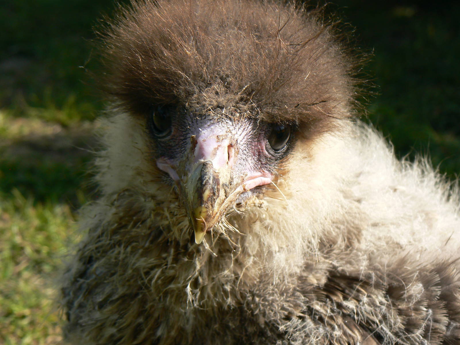 York Bird Of Prey Centre