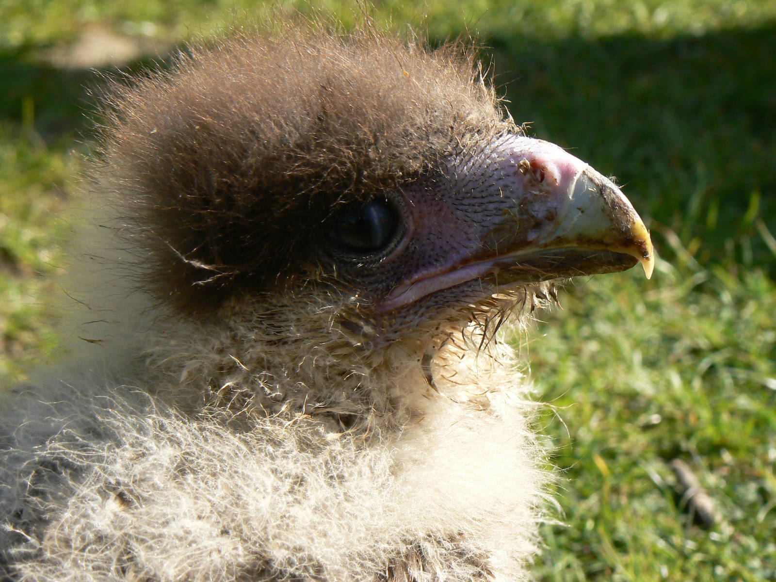 York Bird Of Prey Centre