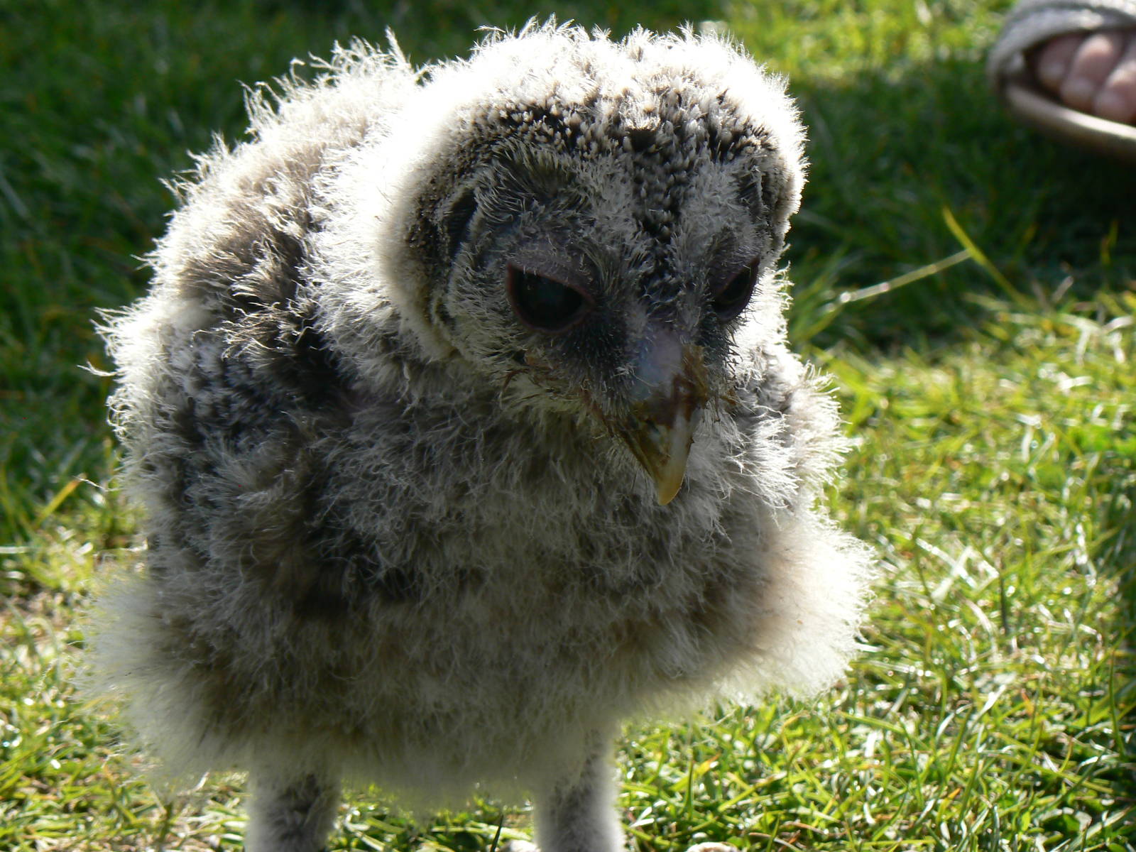 York Bird Of Prey Centre