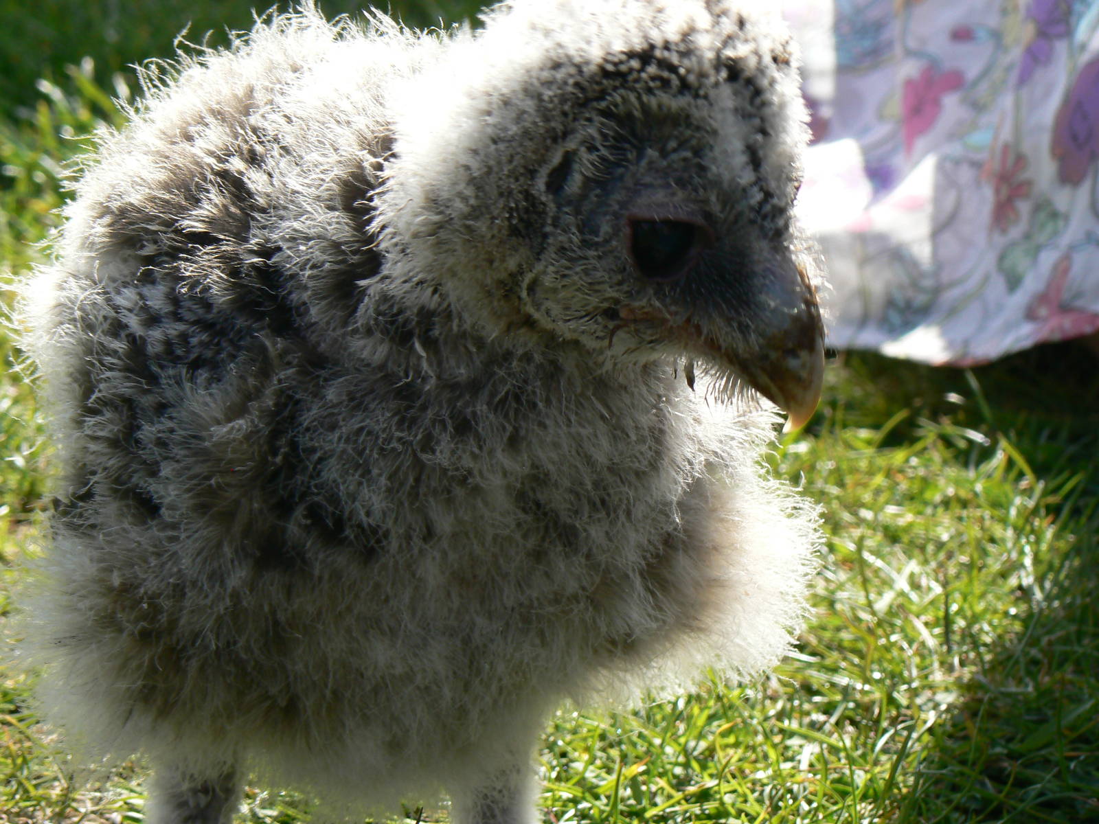 York Bird Of Prey Centre