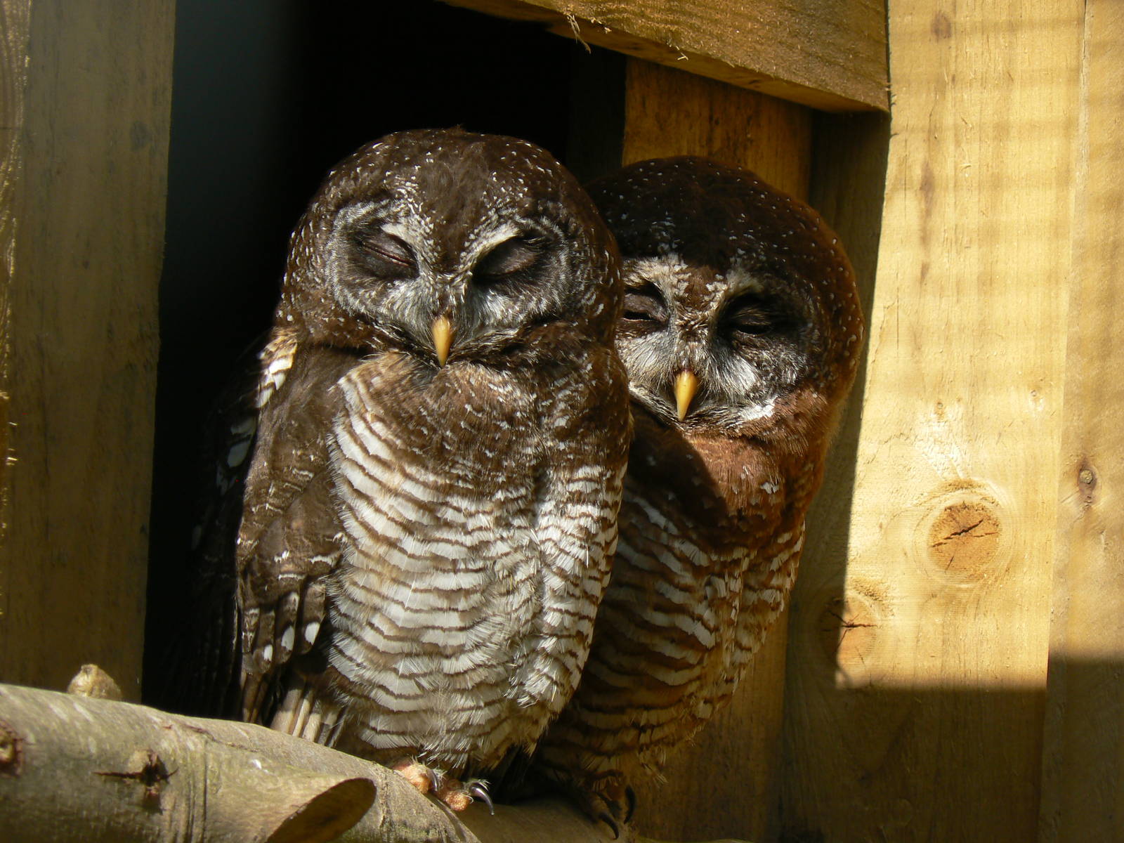 York Bird Of Prey Centre