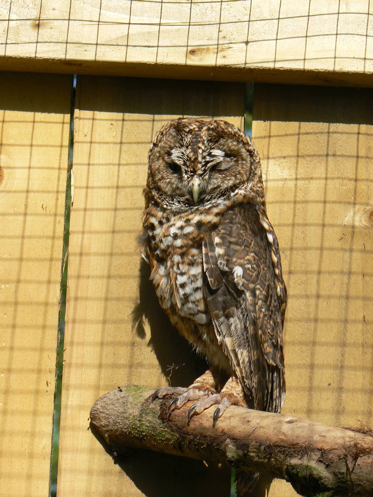 York Bird Of Prey Centre
