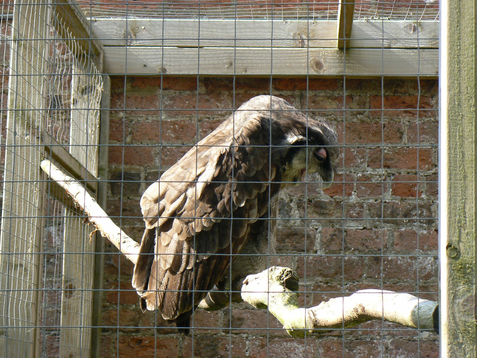 York Bird Of Prey Centre