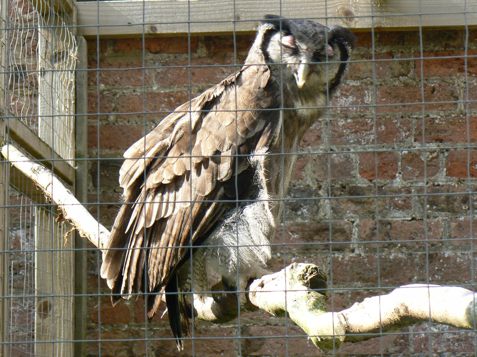 York Bird Of Prey Centre