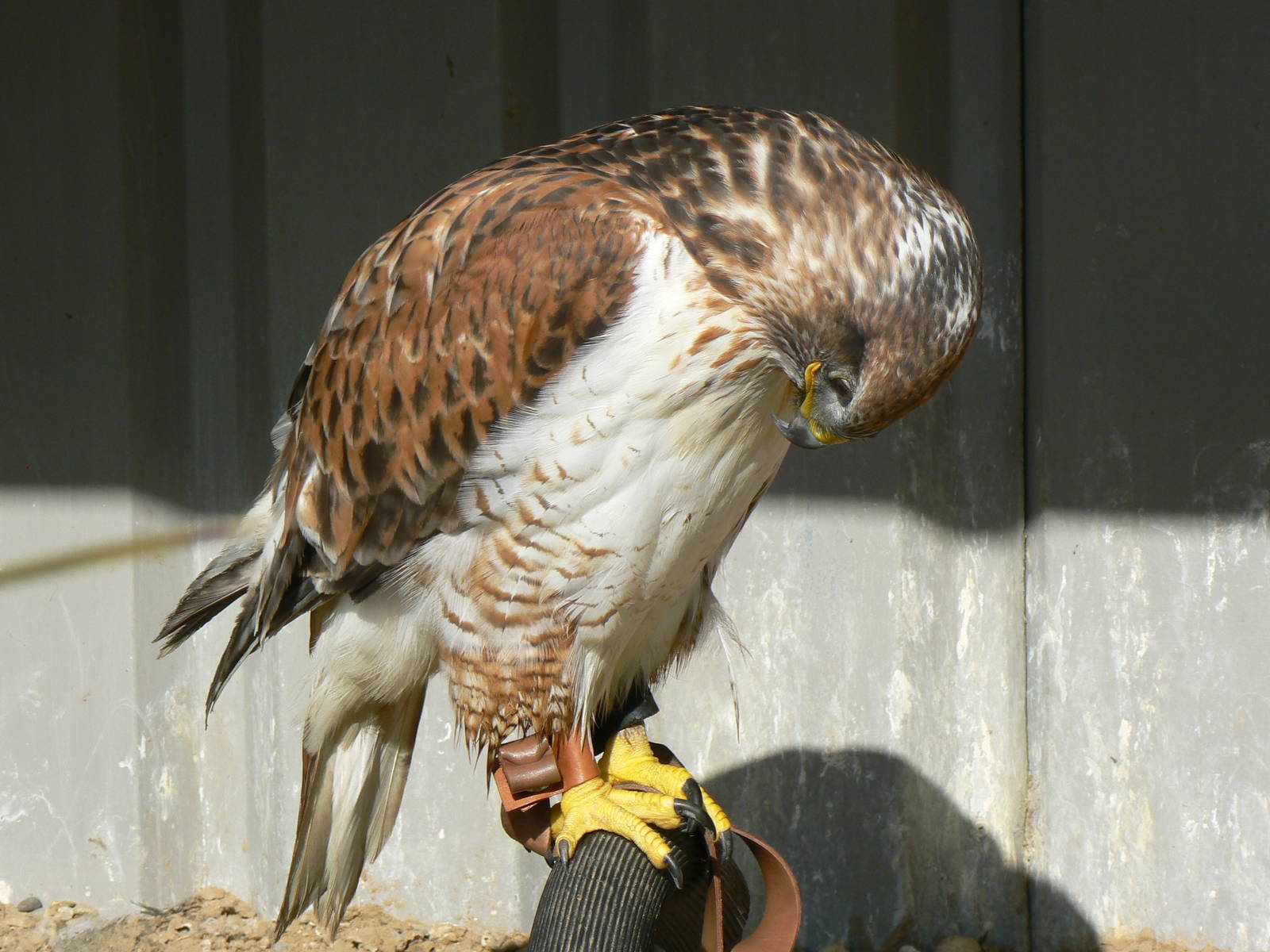 York Bird Of Prey Centre