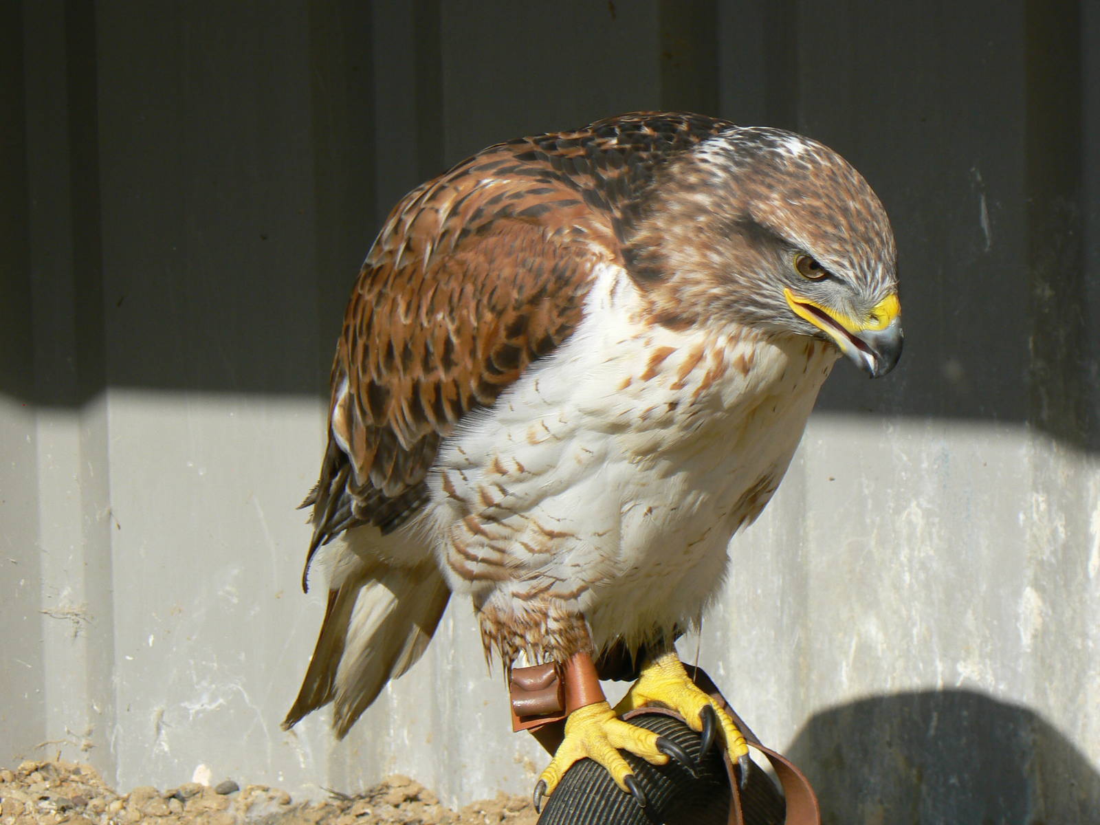 York Bird Of Prey Centre