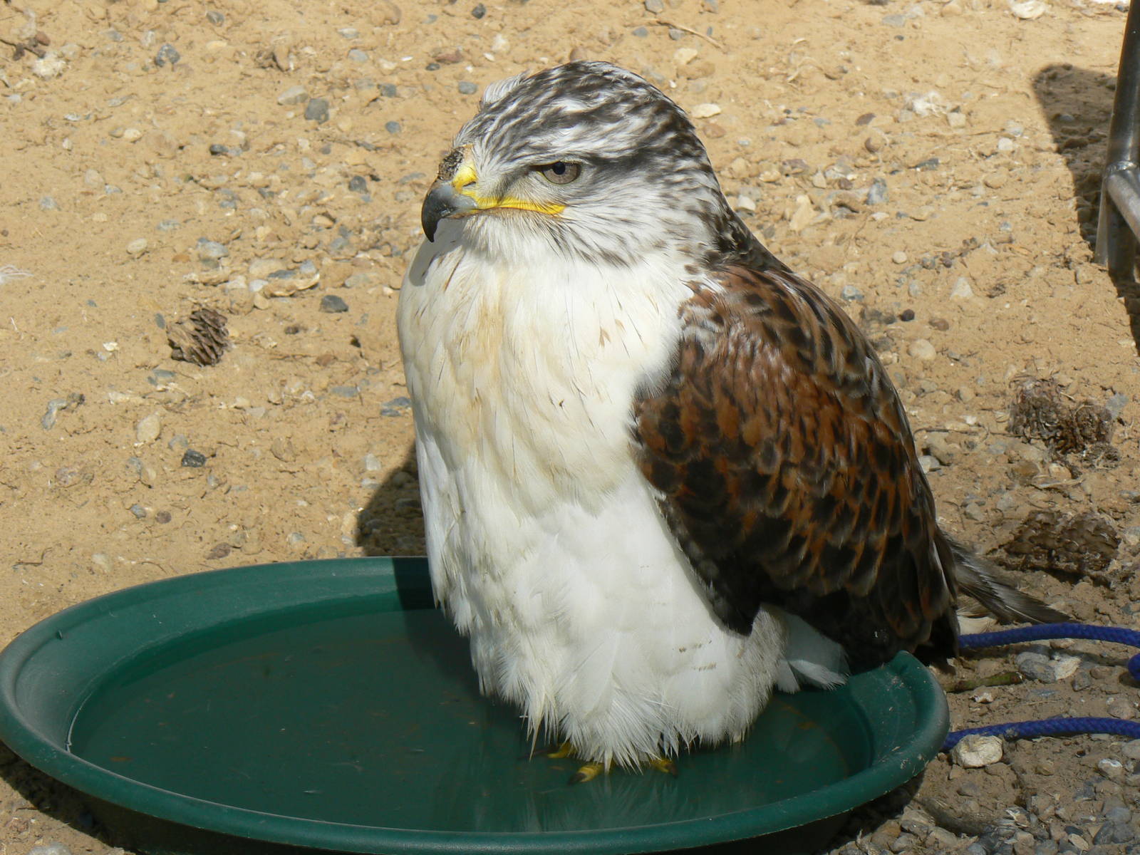 York Bird Of Prey Centre
