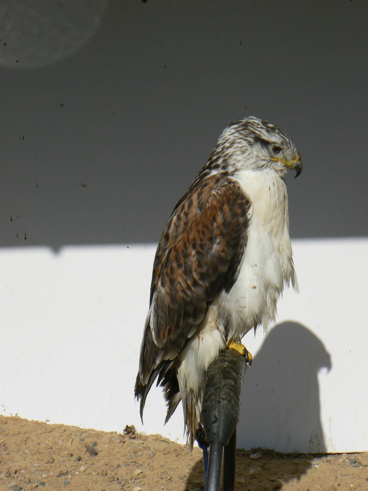 York Bird Of Prey Centre