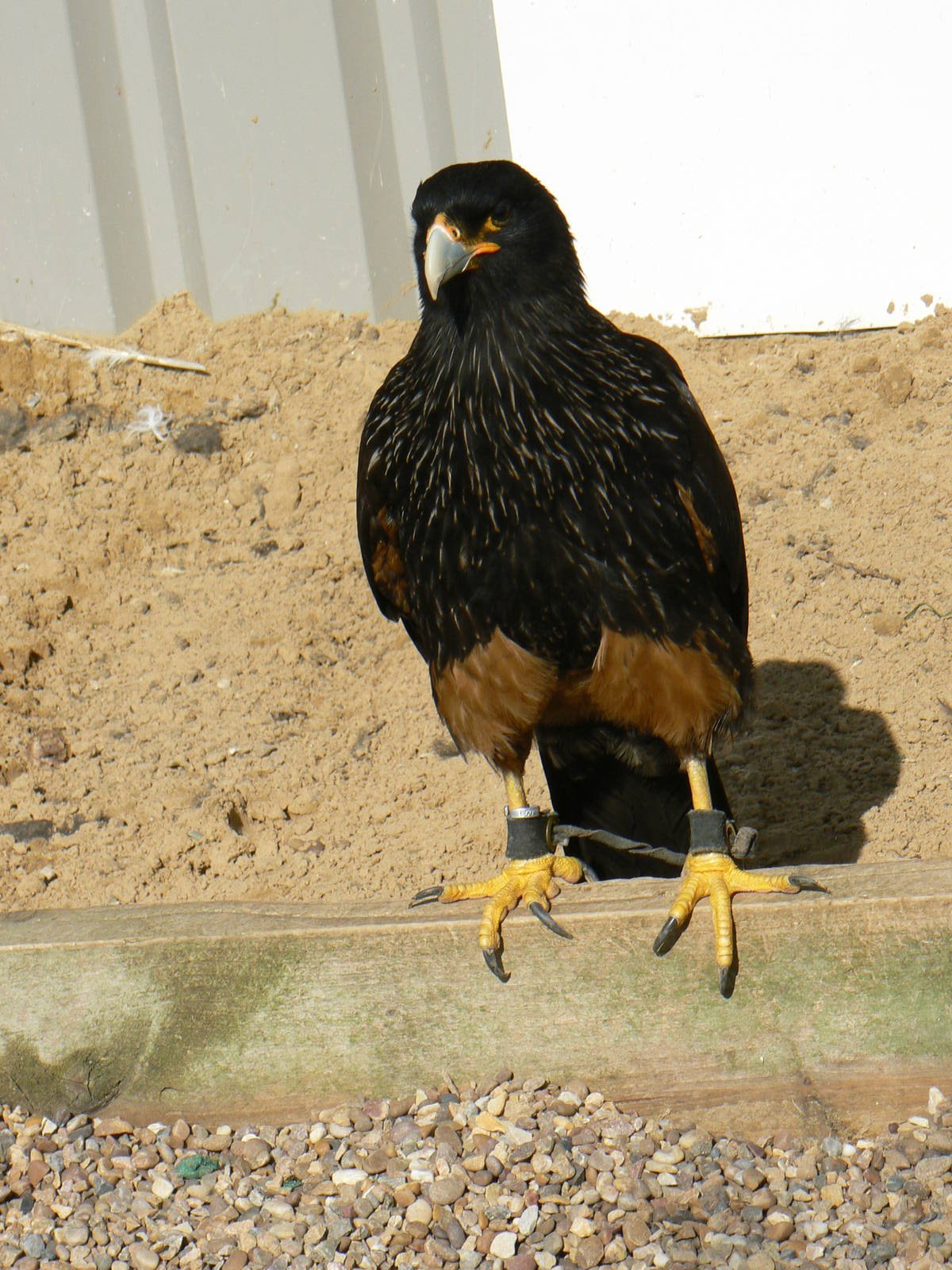 York Bird Of Prey Centre