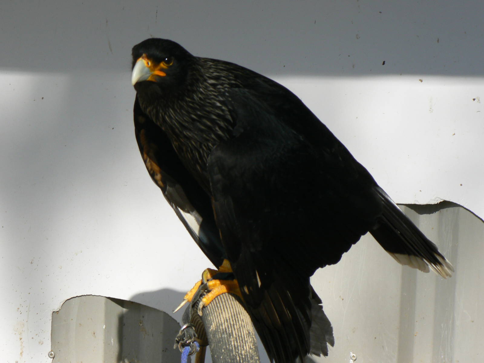 York Bird Of Prey Centre