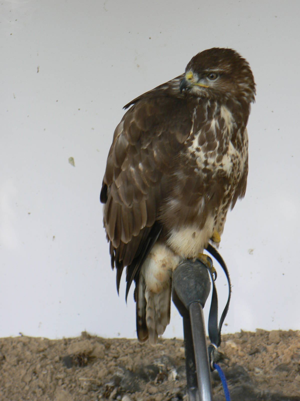 York Bird Of Prey Centre