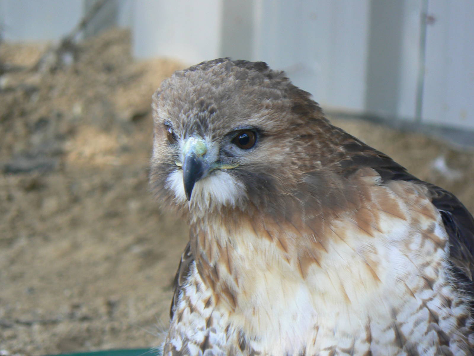 York Bird Of Prey Centre
