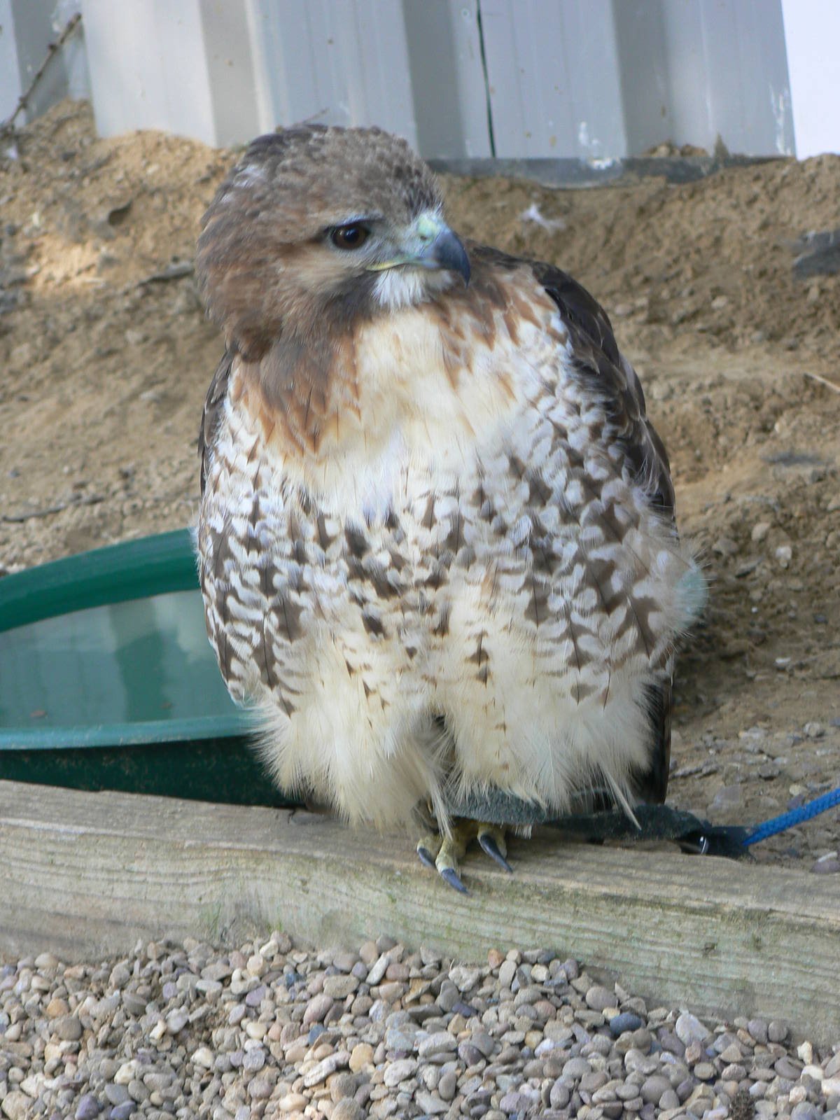 York Bird Of Prey Centre