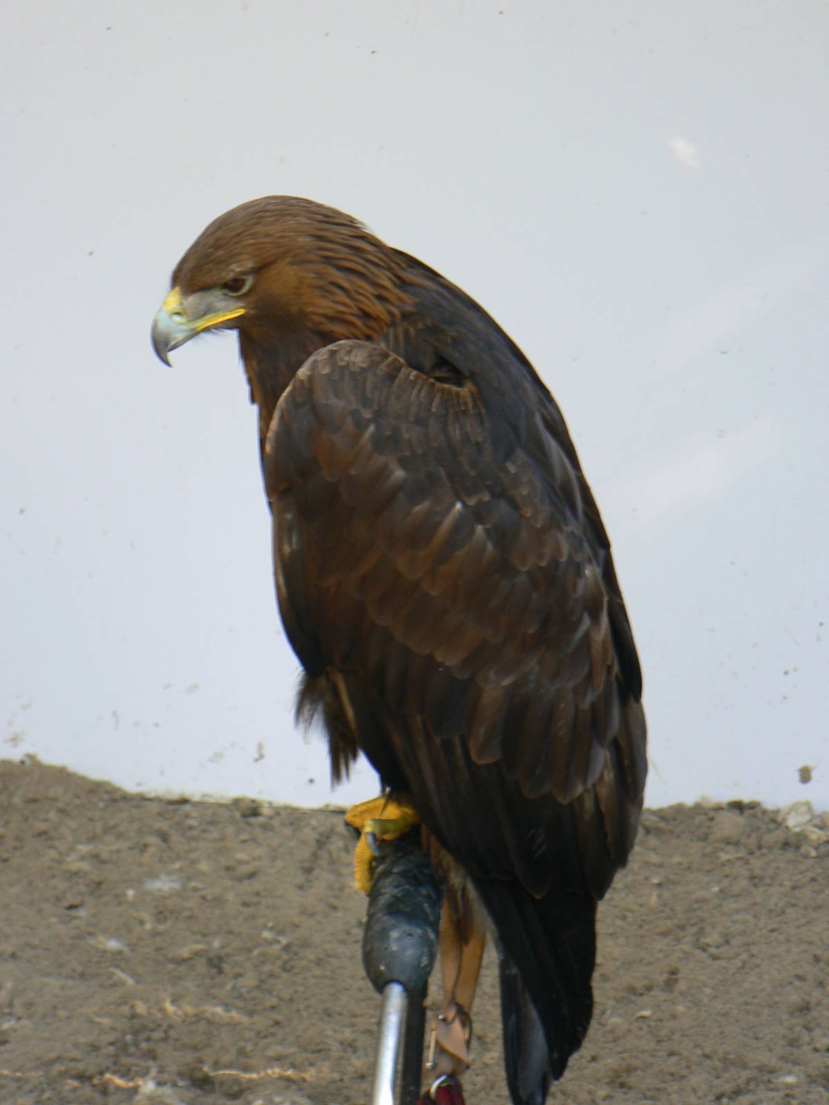 York Bird Of Prey Centre