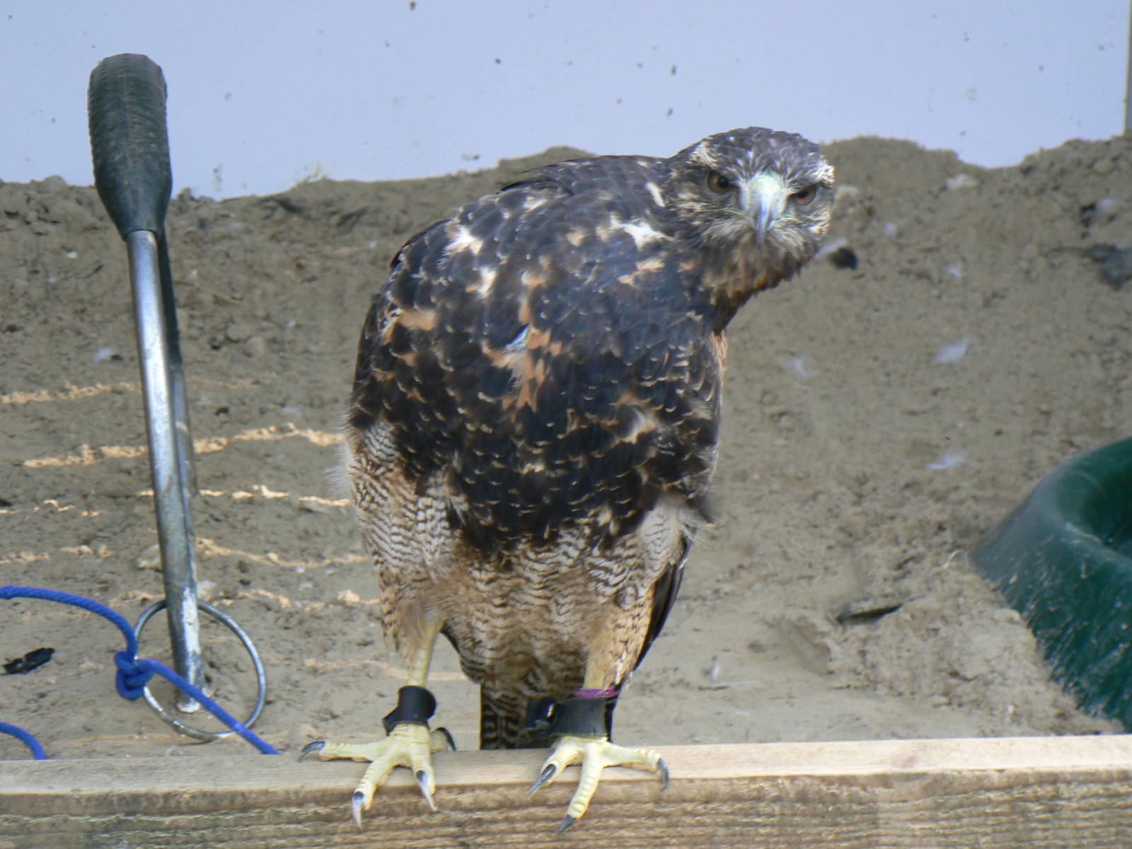 York Bird Of Prey Centre